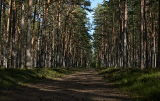 Straight dirt path cutting through tall pine trees in Estonian woods