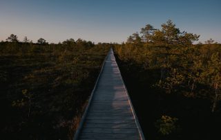 Wooden boardwalk trail through forest at dusk in Estonia